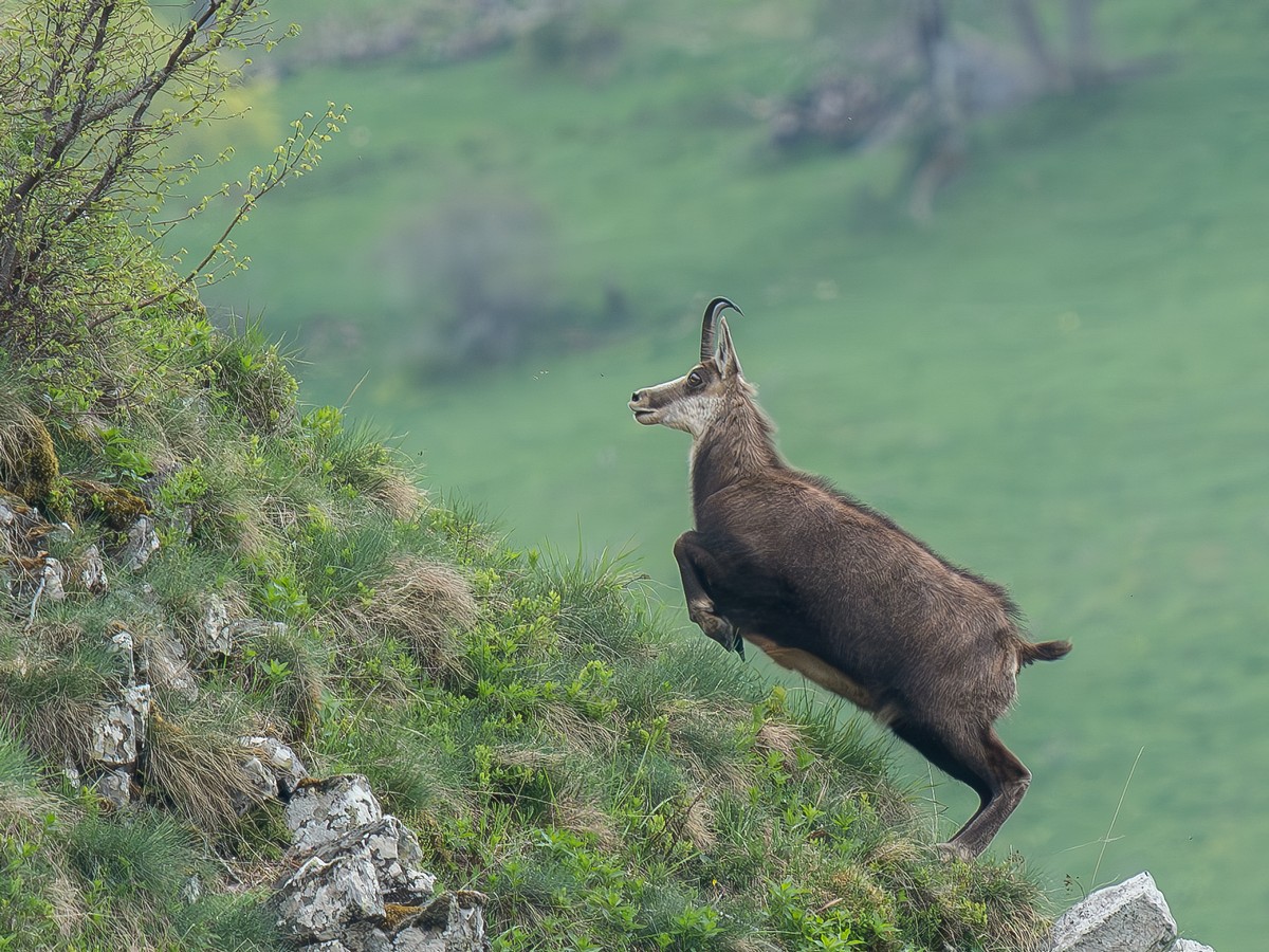 02052025-chamois.jpg