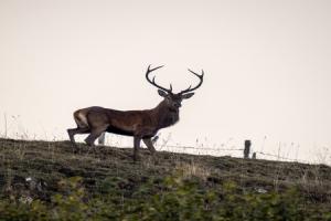 Brame du cerf de 2003 à 2020