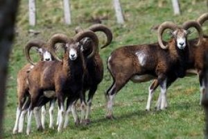 Mouflons