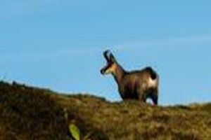 Chamois