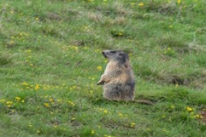 Marmottes